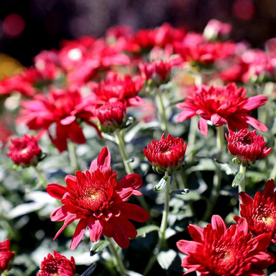 red mums close up