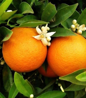 Red Navel Orange Tree