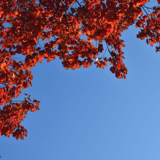 red oak tree red fall color