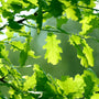 red oak tree green foliage in spring
