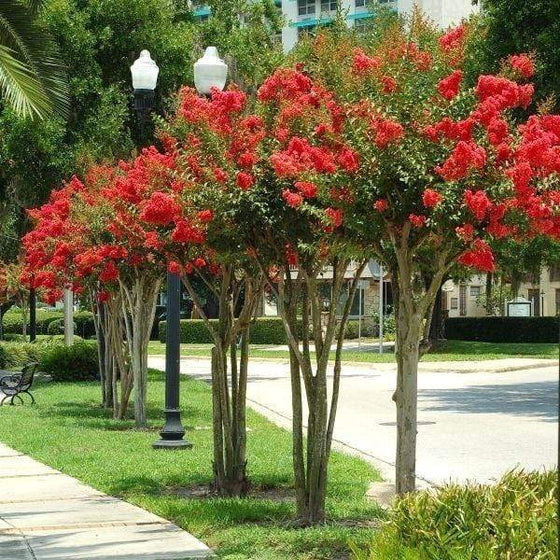 Red rocket crape myrtle trees lined up next to a sidewalk