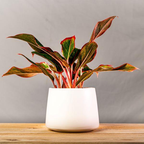 aglaonema red sun Red Chinese Evergreen Aglaonema 'Siam Aurora' - 6 Inch Pot