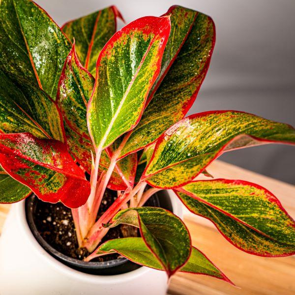 aglaonema red siam flower Red Chinese Evergreen Aglaonema 'Siam Aurora' - 6 Inch Pot