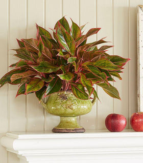Red Siam Aglaonema