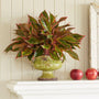 Aglaonema Red Siam plants that grow on mantles
