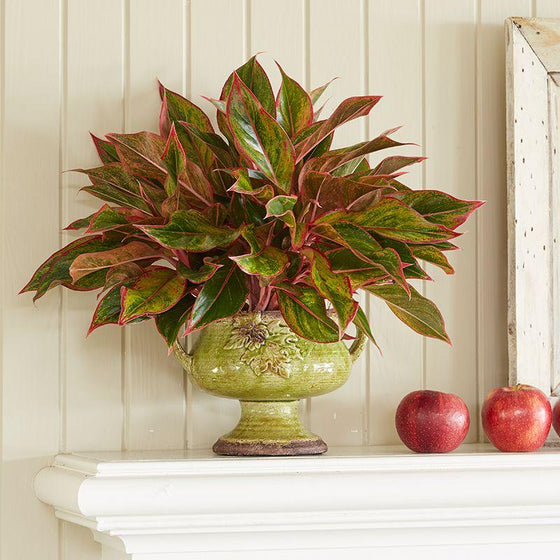 Aglaonema Red Siam plants that grow on mantles