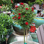 sunblaze red rose tree