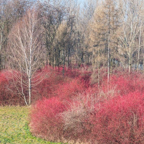 Red Twig Dogwoods light up the winter garden
