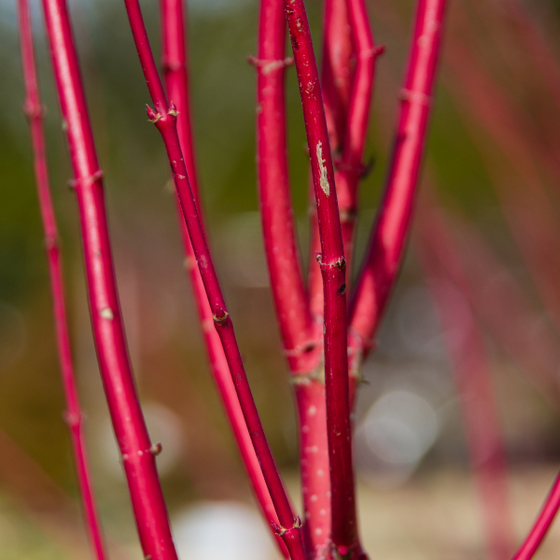 close look at the bright red stems of the red twig dogwood