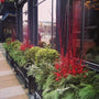 red twig dogwoods in containers with evergreen branches and red berries