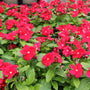 burgundy vinca plant with burgundy-red flower and deep green foliage up close