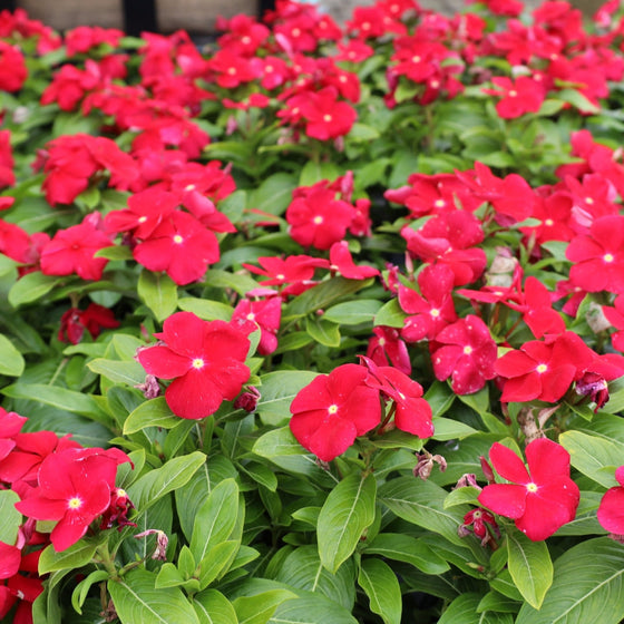 burgundy vinca plant with burgundy-red flower and deep green foliage up close