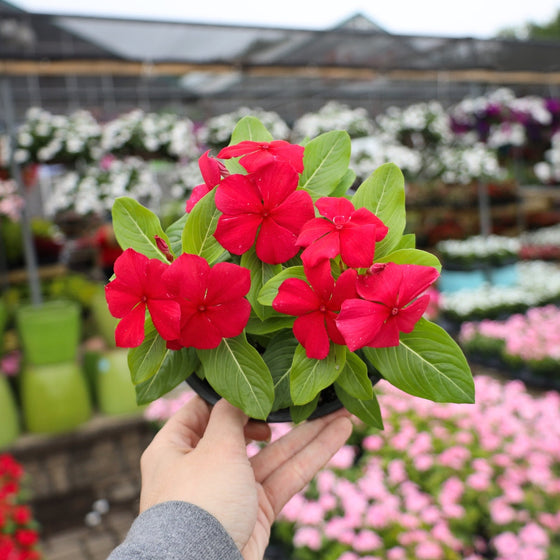 bright red summer annual