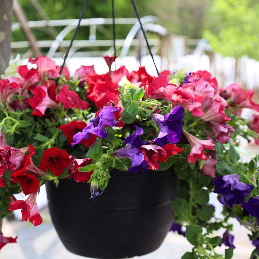 Bloemen Van Rode Petunia Bloeien in Een Hangende Bloempot Op Een Bloemen Van Rode Petunia Bloeien in Een Hangende Bloempot Op Een
