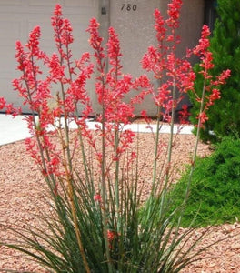 Red Yucca