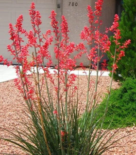 Red Yucca