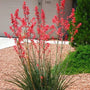 Tall spikes hold deep rose-pink flowers atop slender green foliage