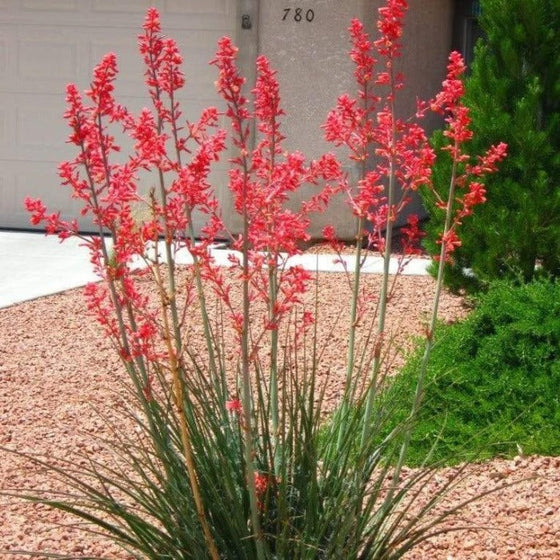 Tall spikes hold deep rose-pink flowers atop slender green foliage