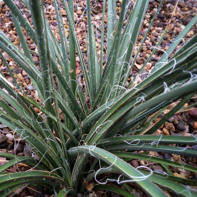 Red Yucca Red Yucca