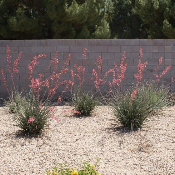 Texas Red Yucca shrubs with red flowers