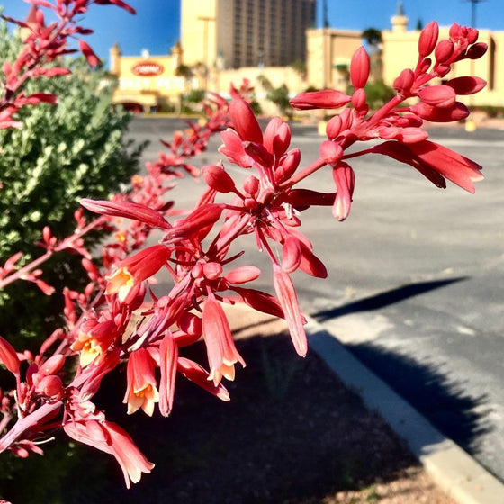 Red flowers on Texas Red Yucca shrubs
