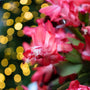 close up shot of red christmas cactus bloom with warm holiday christmas lights in the background