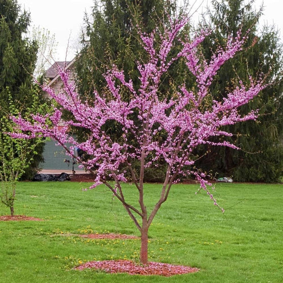 eastern redbud tree, attractive canopy and pink flowers in backyard landscape