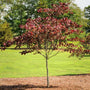 cercis canadensis or eastern redbud tree during the fall with forest pansey orange and dark red foliage in backyard landscape