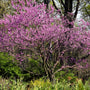 Eastern Redbud tree with pink blossoms and spring bulbs