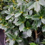 Prickly Leaves of a Oakland Holly Tree