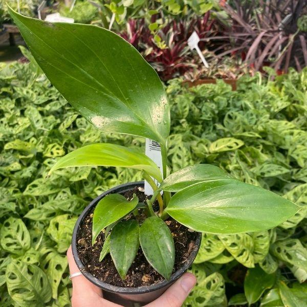 Rhaphidophora decursiva