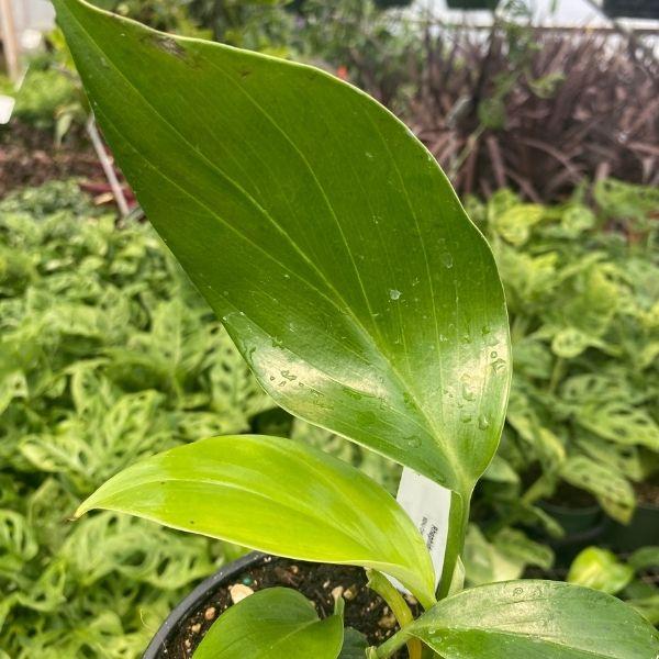 philodendron creeping Rhaphidophora decursiva