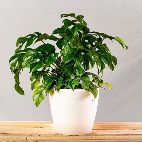 Mini Monstera Ginny Tropical House Plant with Split Leaf Foliage
