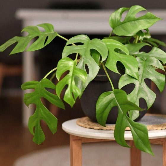 close up view of Mini Monstera ginny