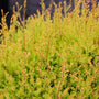 close up of rheingold arborvitae shrub foliage