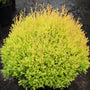 unique arborvitae shrub