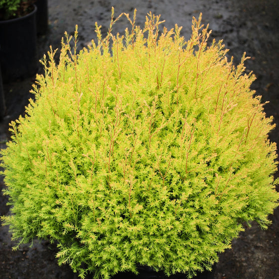 unique arborvitae shrub