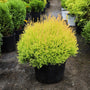 rheingold arborvitae