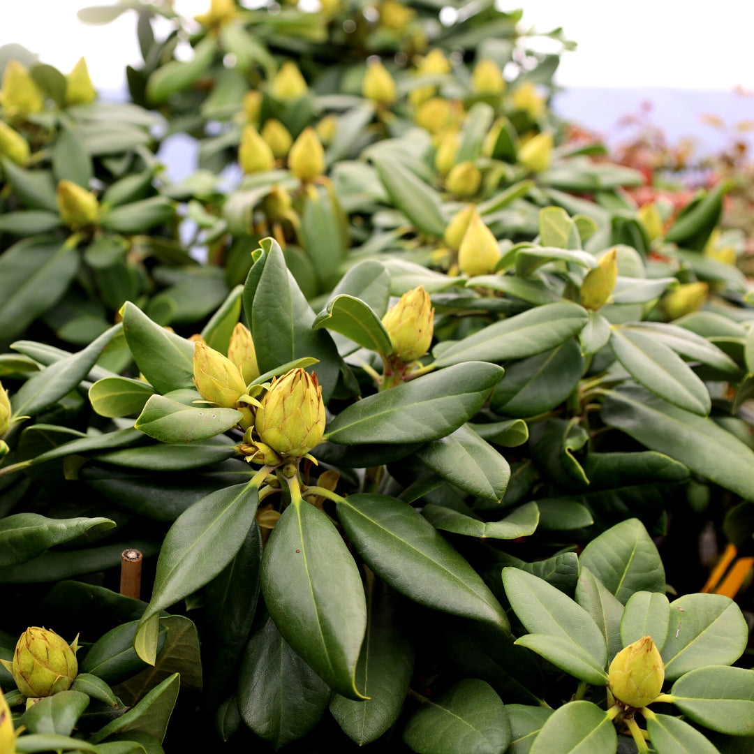 rhododendron philodendron Capistrano Rhododendron