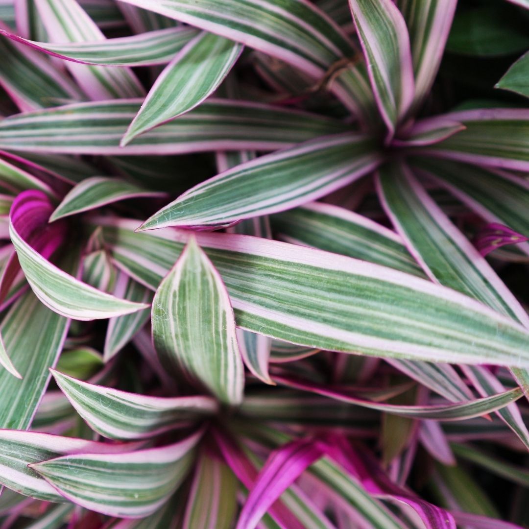 Rhoeo Tricolor 'Moses In The Cradle' Oyster Plant