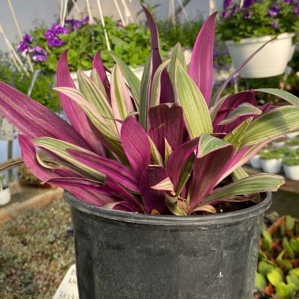 oyster plant indoor care Rhoeo Tricolor 'Moses In The Cradle' Oyster Plant