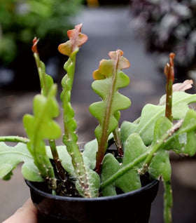 Ric Rac Cactus