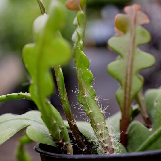 ric rac cactus close up