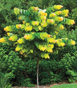 Rising Sun Redbud