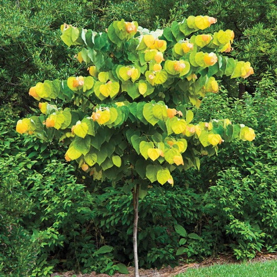Rising Sun Redbud Tree with densely covered heart-shaped yellow-green foliage