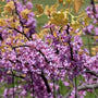 Eastern Redbud tree with fuchsia pink blooms in spring0.2