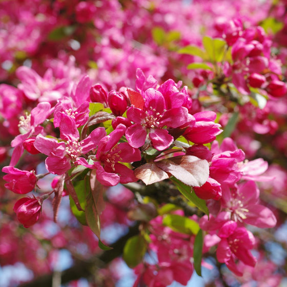 close up of pink blooms on robinson crabapple tree