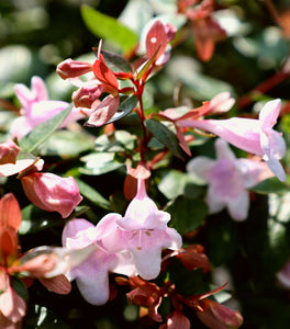 Rose Creek Abelia