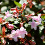 rose creek abelia pink flowering shrub