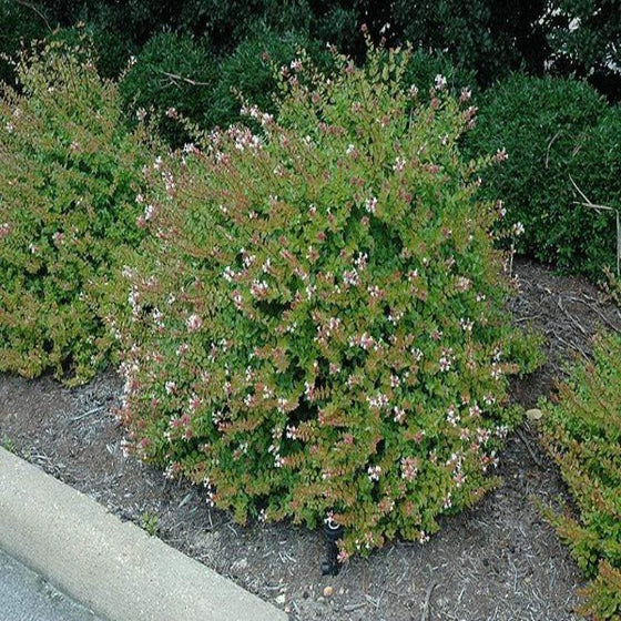 Rose Creek abelia planted in the landscape